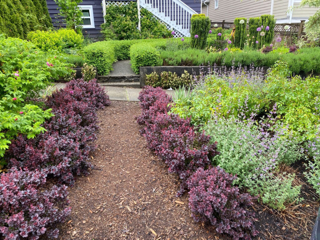 Purple and green hedges along a path at a residential location.